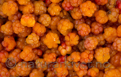 BB 15 0095 / Rubus chamaemorus / Molte